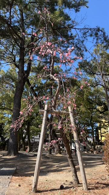 ２月も中旬にはいりましたね