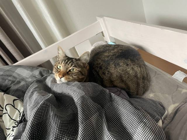 矢内の「愛猫」紹介