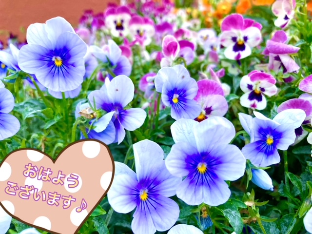 ガリバー富田店！！！おはようございます！富田店スタートです！！