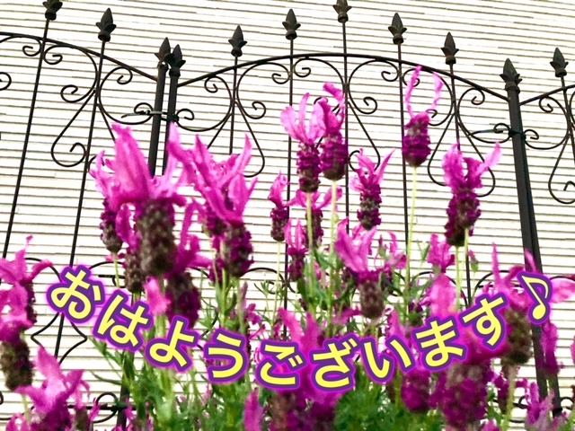 ガリバー富田店！！！おはようございます！富田店スタートです！！