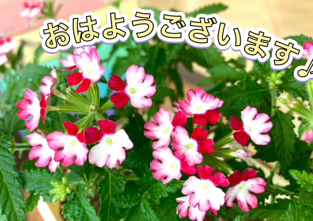 ガリバー富田店！！！おはようございます！富田店スタートです！！