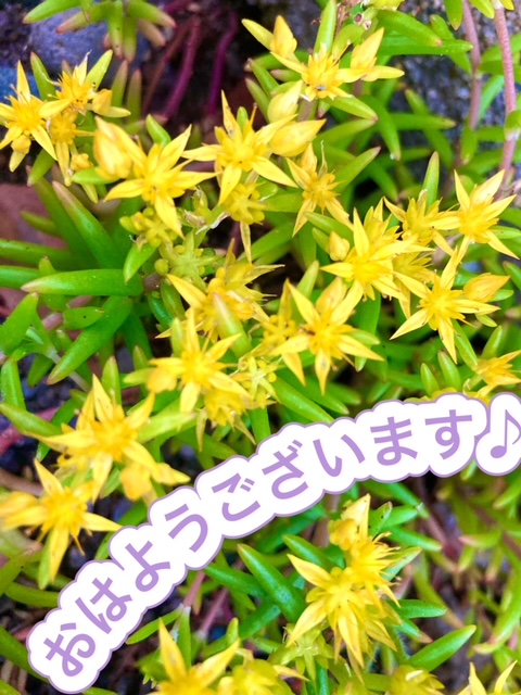 ガリバー富田店！！！おはようございます！富田店スタートです！！