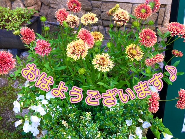 ガリバー富田店！！！おはようございます！富田店スタートです！！