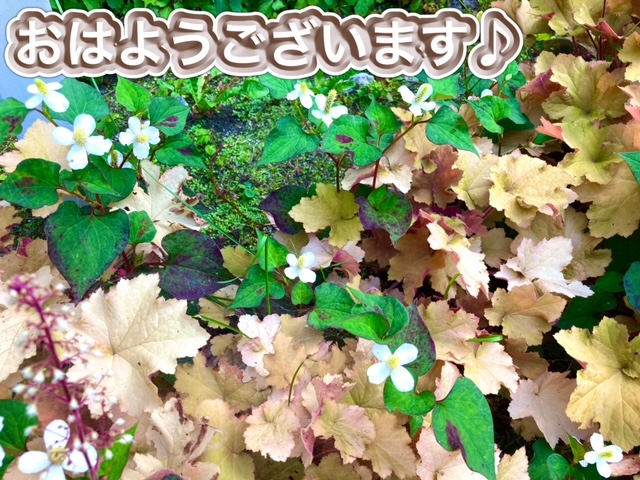 ガリバー富田店！！！おはようございます！富田店スタートです！！