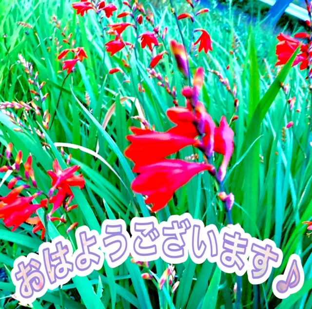 ガリバー富田店！！！おはようございます！富田店スタートです！！