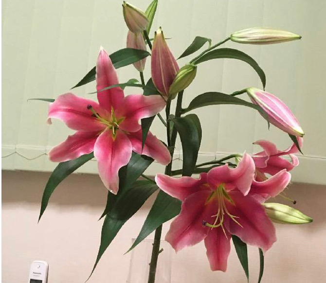 ガリバー富田店！！！おはようございます！富田店スタートです！！