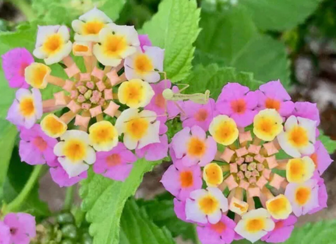 ガリバー富田店！！！おはようございます！富田店スタートです！！