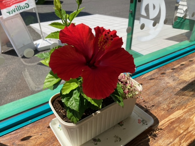 ガリバー富田店！！！おはようございます！富田店スタートです！！