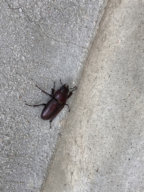 ガリバー富田店！！！夏が…