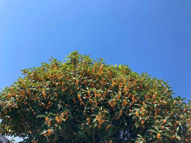 ガリバー富田店！！！本日もありがとうございました♪買取強化中！！