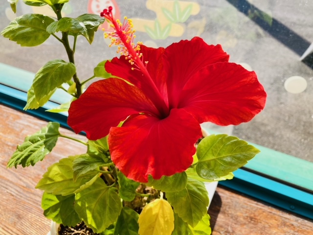 ガリバー富田店！！！おはようございます！富田店スタートです！！