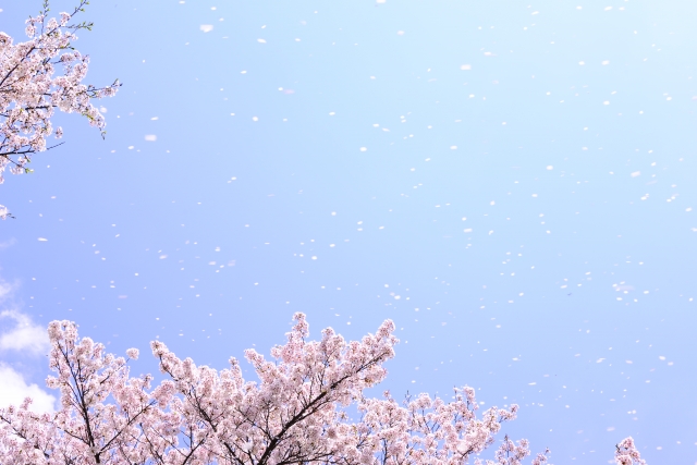ガリバー富田店！！！おはようございます！富田店スタートです！！