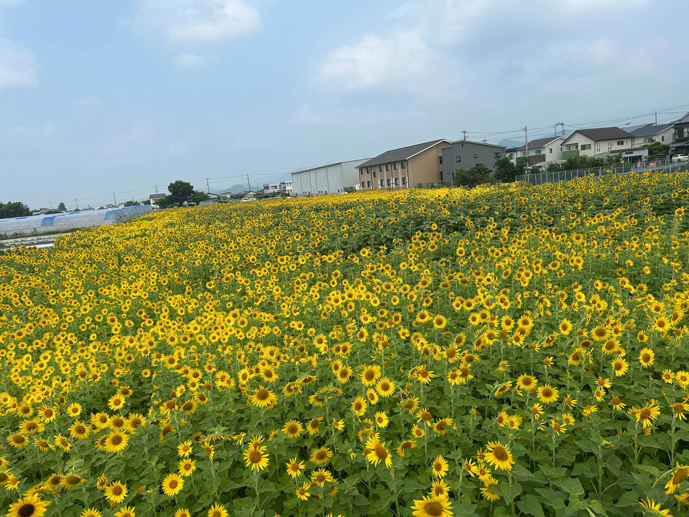 夏を感じる今日この頃～～～