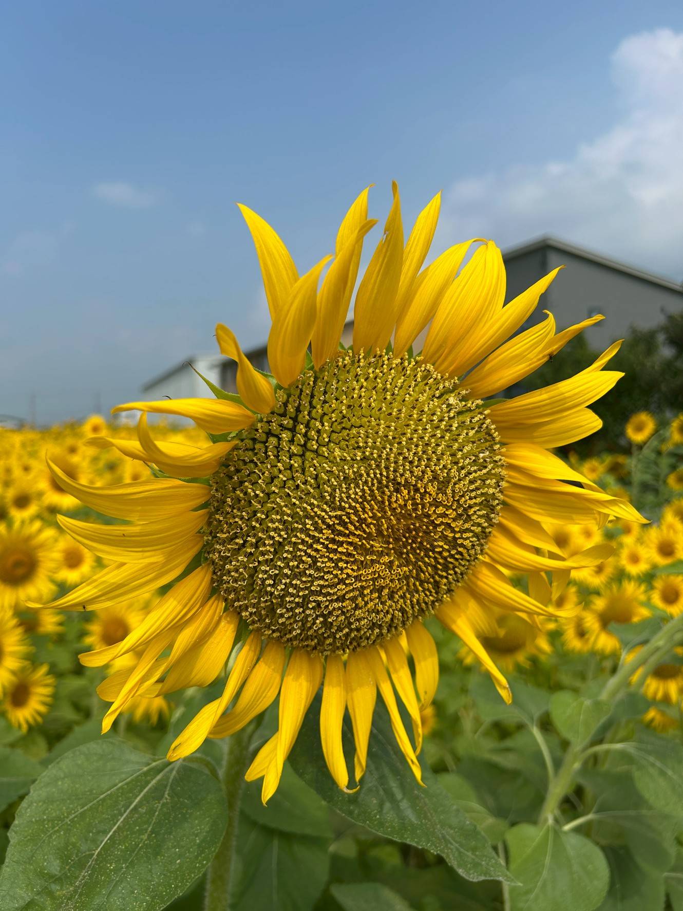 夏を感じる今日この頃～～～02