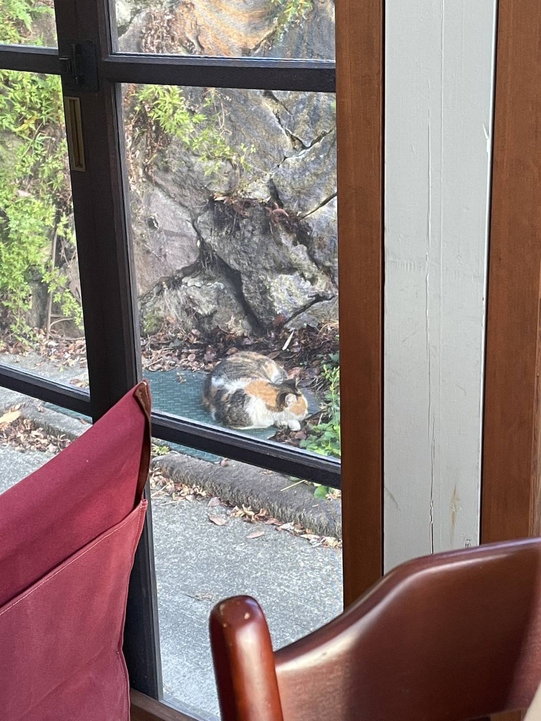 猫がいました！！01