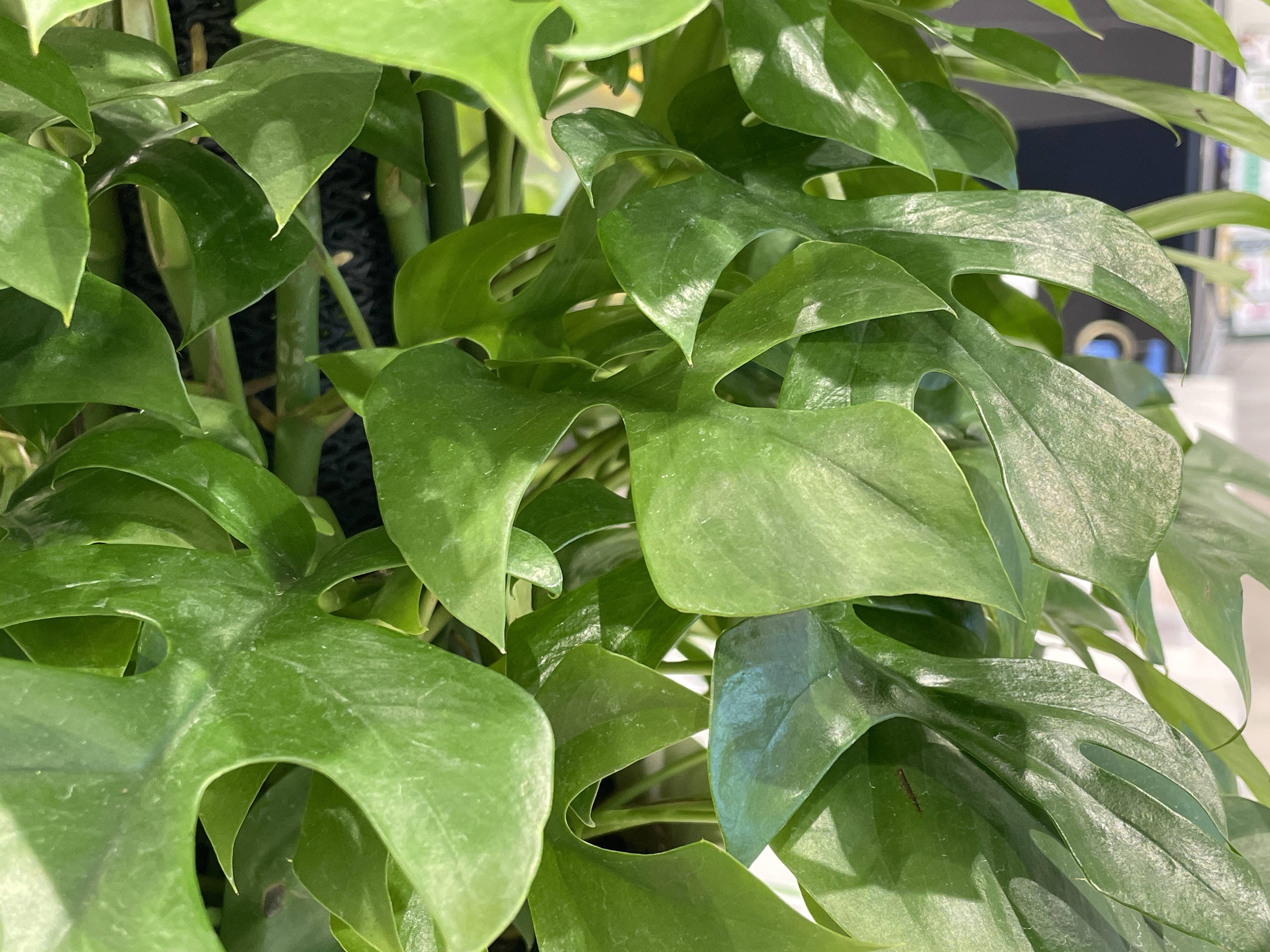 ヒメモンステラを仕入れました