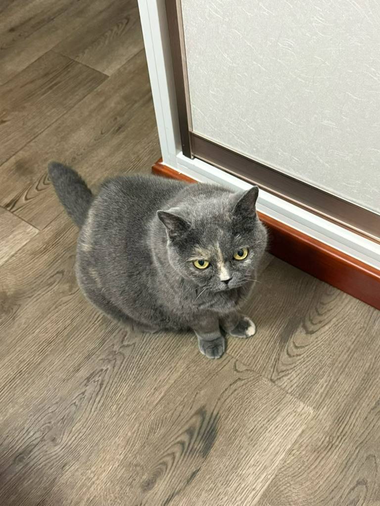 実家の動物達〜〜01
