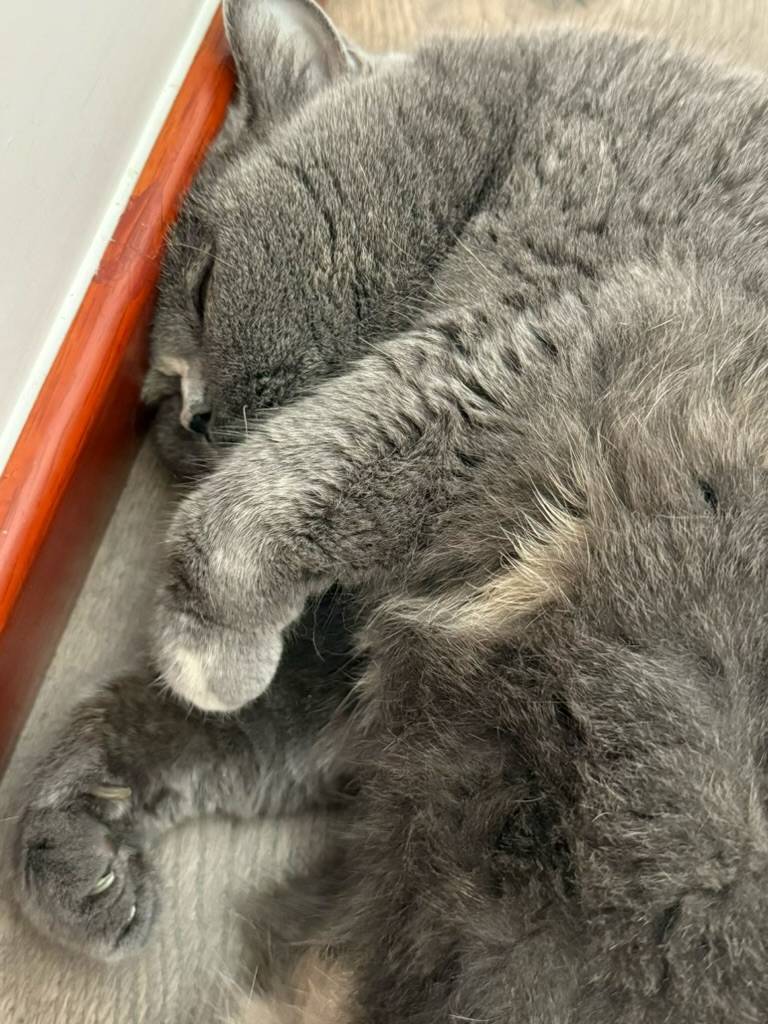 実家の動物達〜〜02