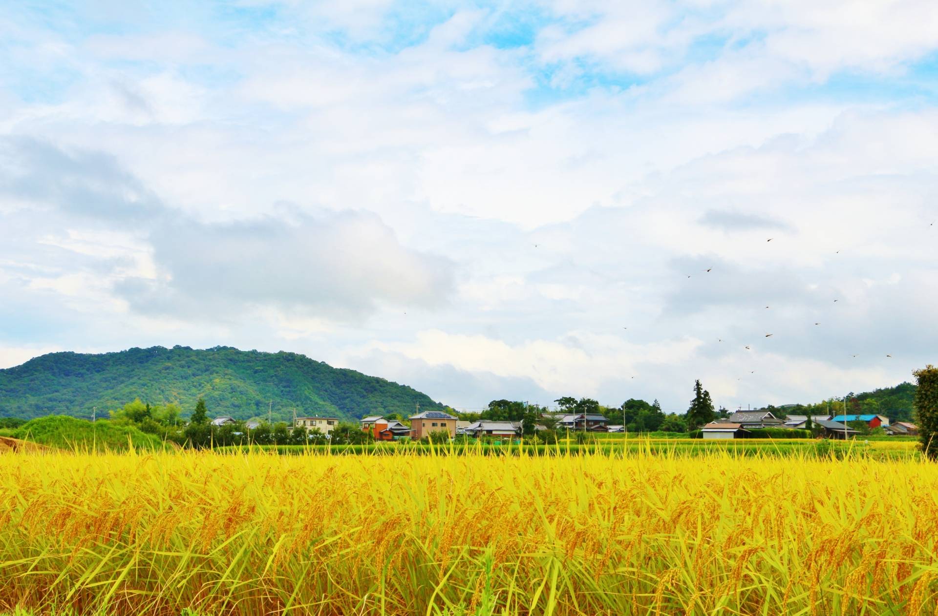 納車までが待ち遠しい！中古車購入後の安心サポート体制