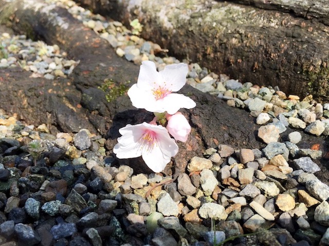 今年の初桜