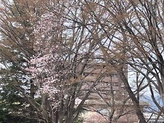 桜咲く01