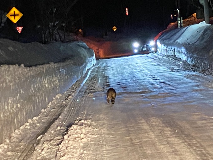 えぞのたぬき〜ガリバー札幌清田店〜