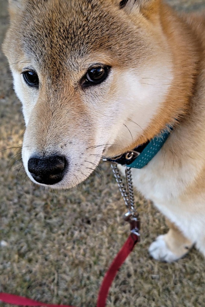 実家のワンちゃん！02