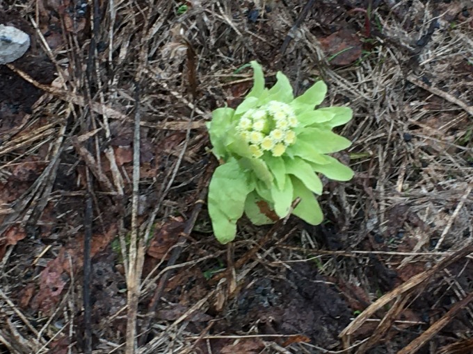 歳を重ねると早起きになるのでドライブしてみた〜ガリバー札幌清田店〜02