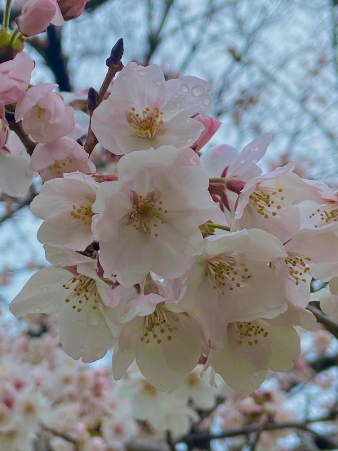 桜が開花ーー