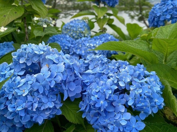 梅雨入りしましたねー