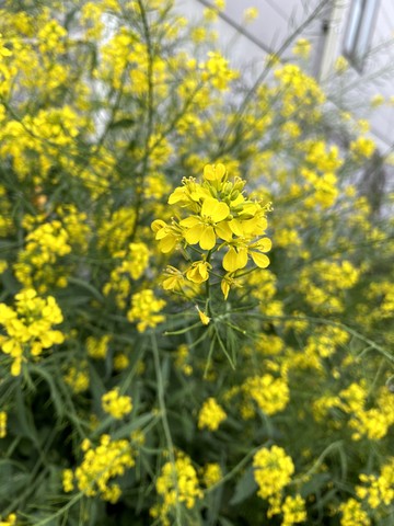 天敵現わる、、、。