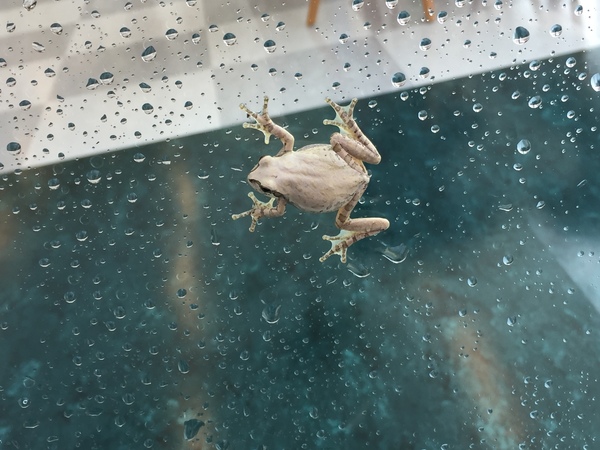 レアカラーの、、、