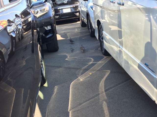 珍しいお客様！！！