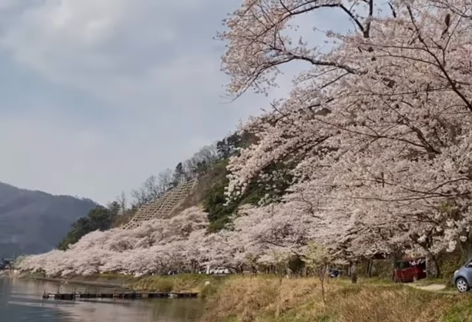 車と撮影できる滋賀の桜の名所