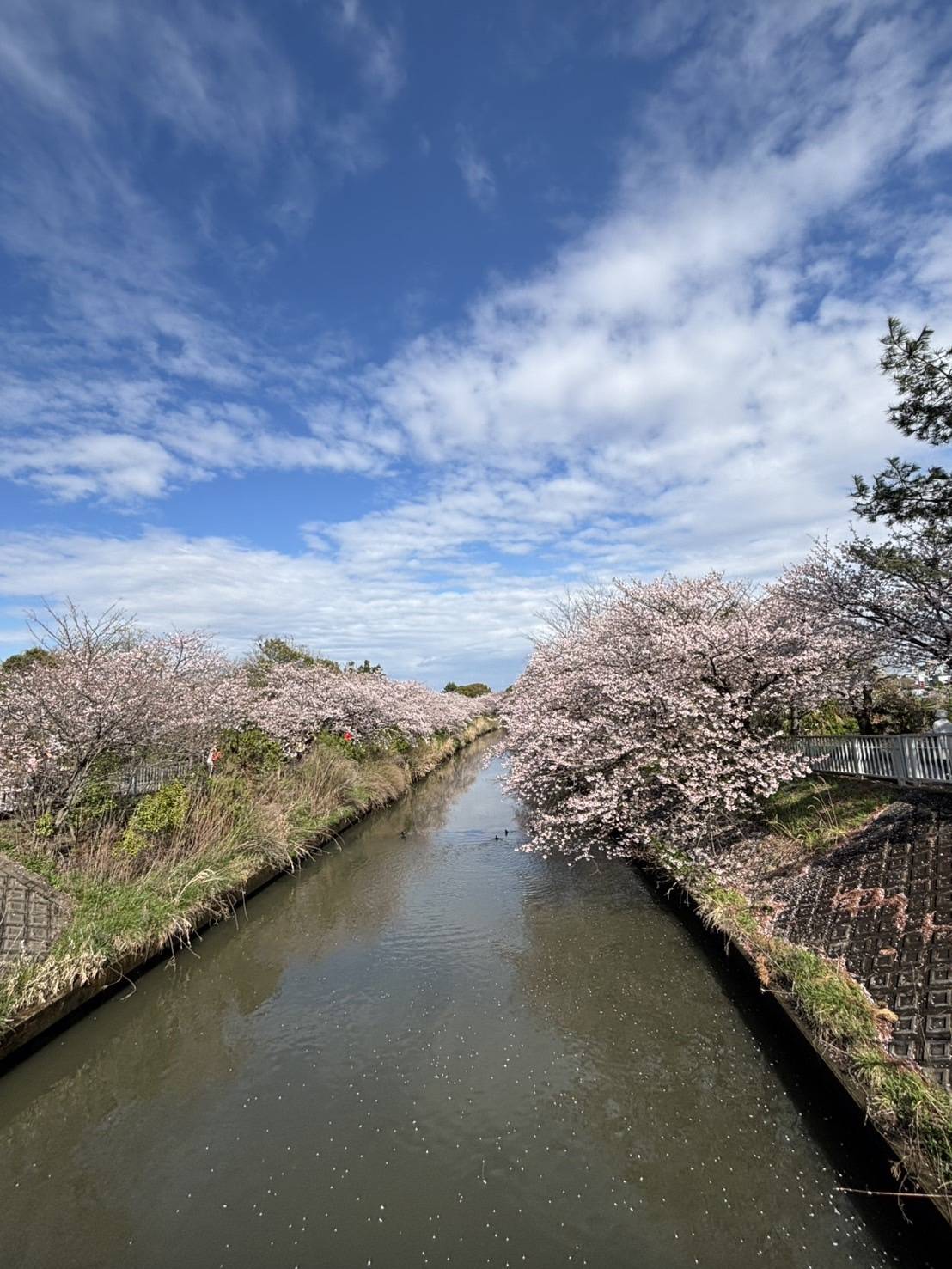 【桜】舞い散る中に～