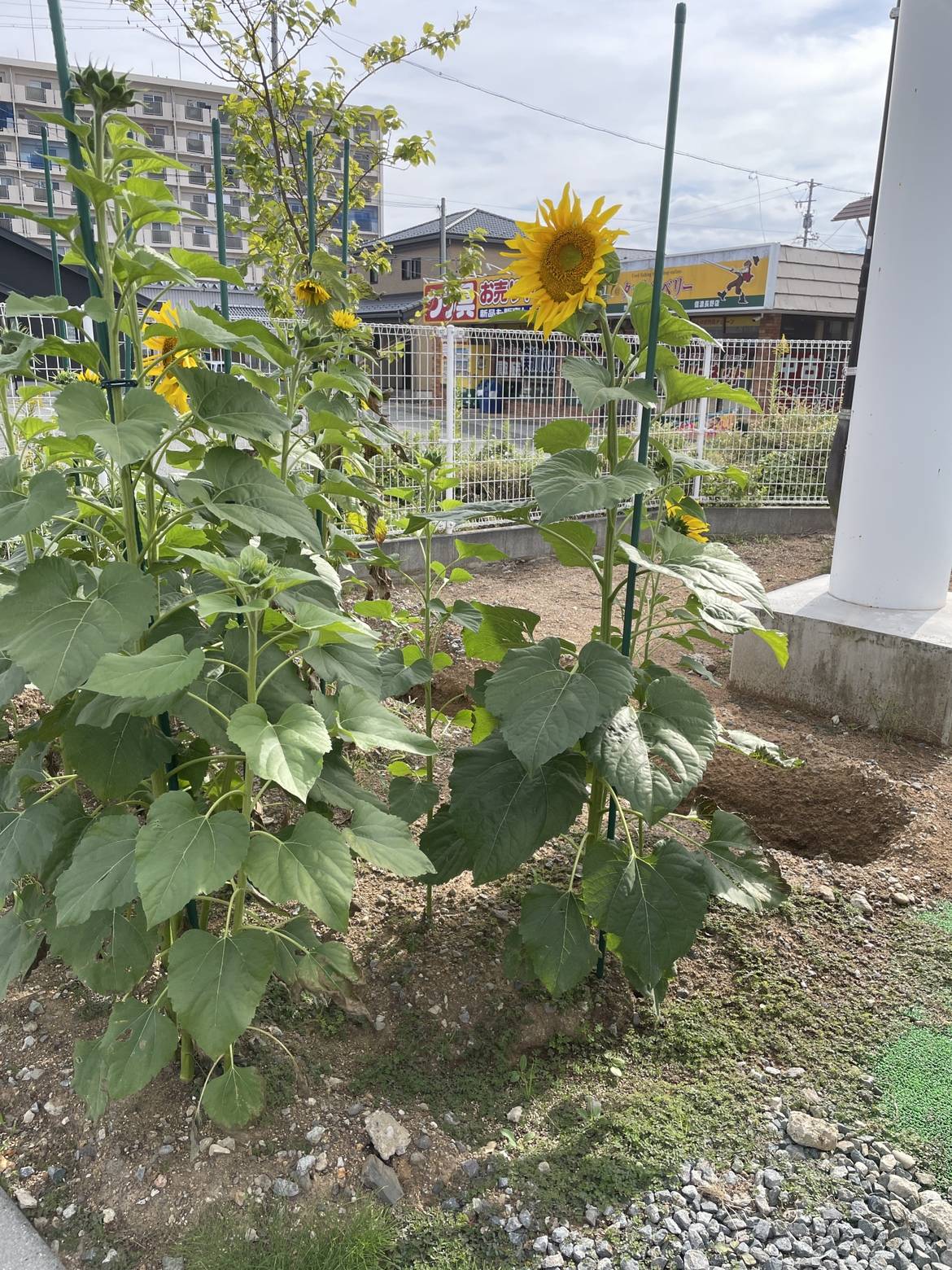 じしゃロン長野店のひまわり開花！！