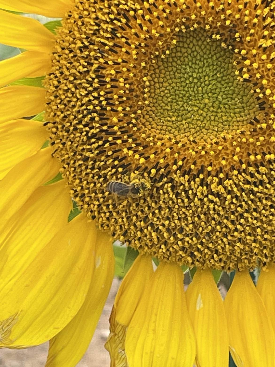 じしゃロン長野店のひまわり開花！！01