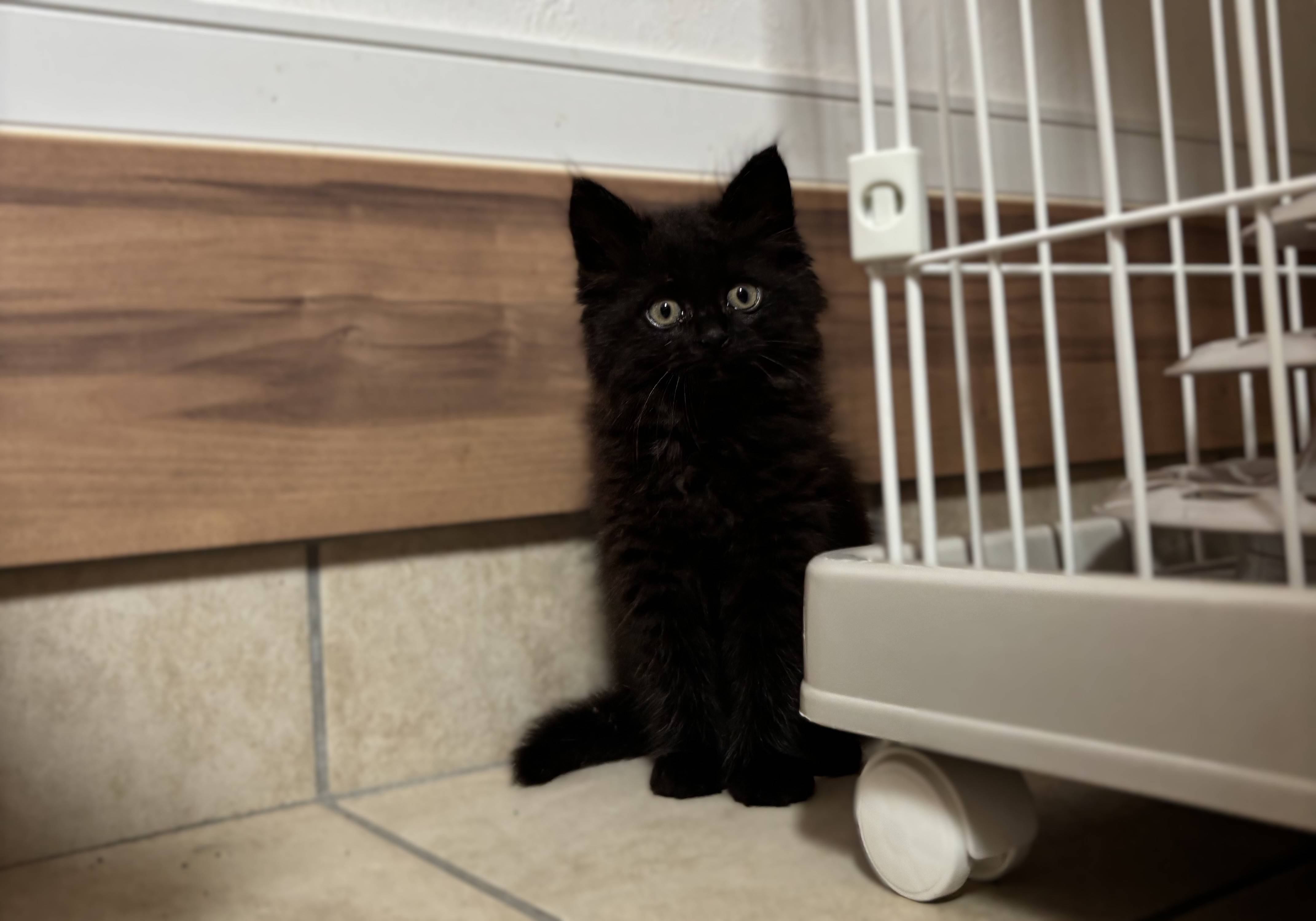 エンジンルームから子猫を保護しました。01