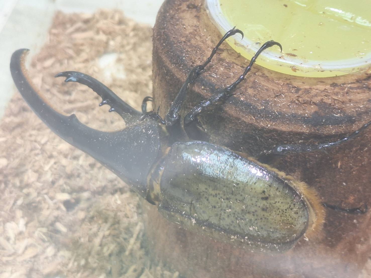 カブトムシふれあい01