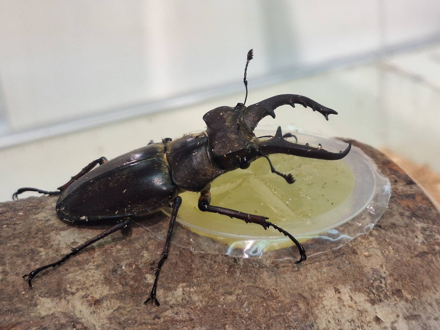 カブトムシふれあい02