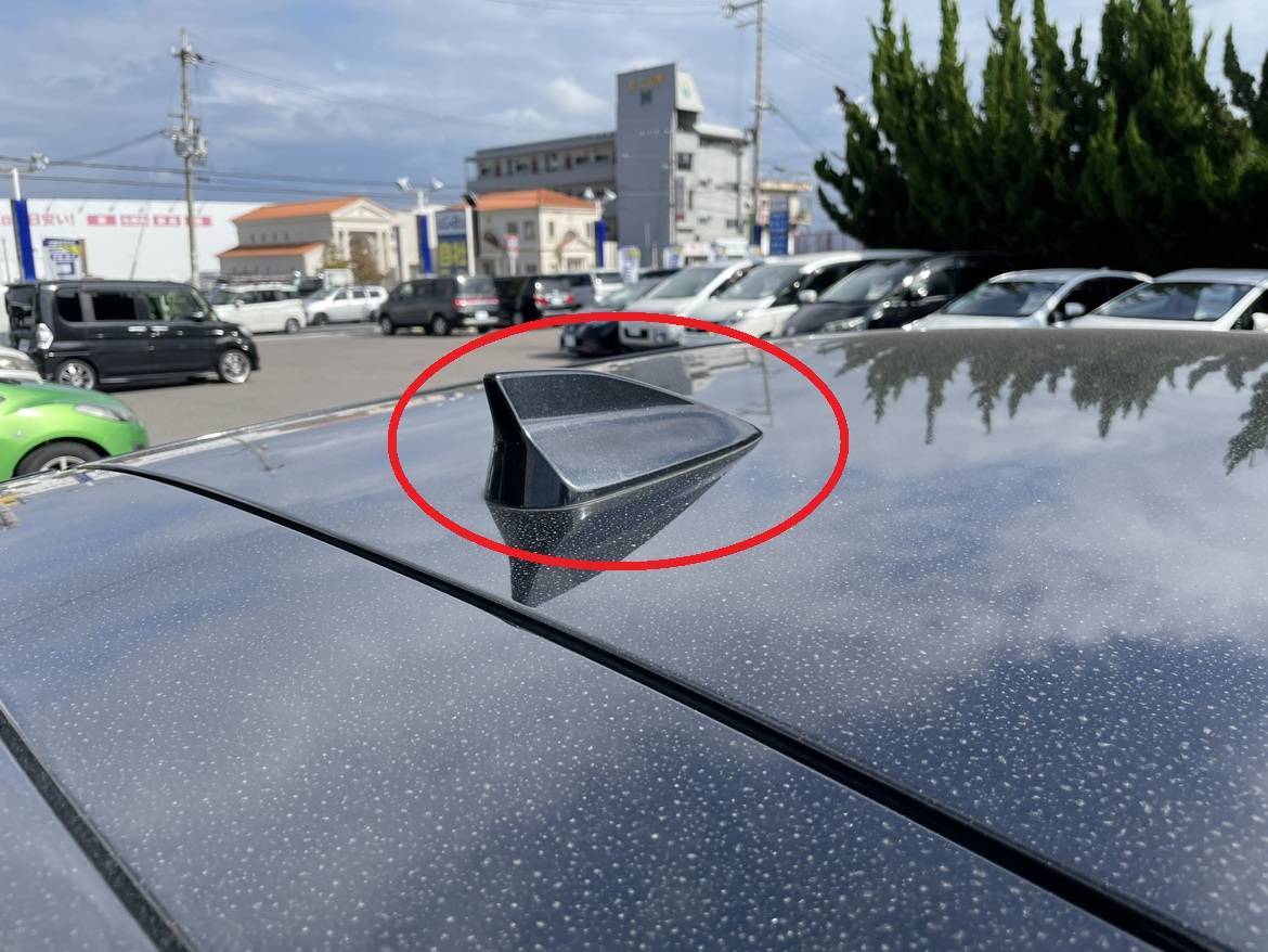 この尾びれのようなものはなに？？01
