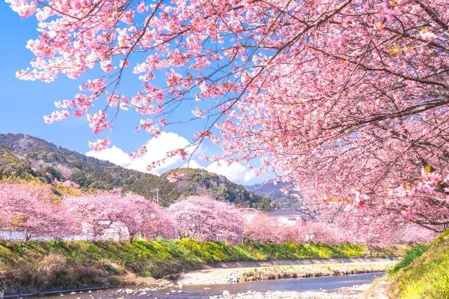 春の訪れが近づいてきました！！