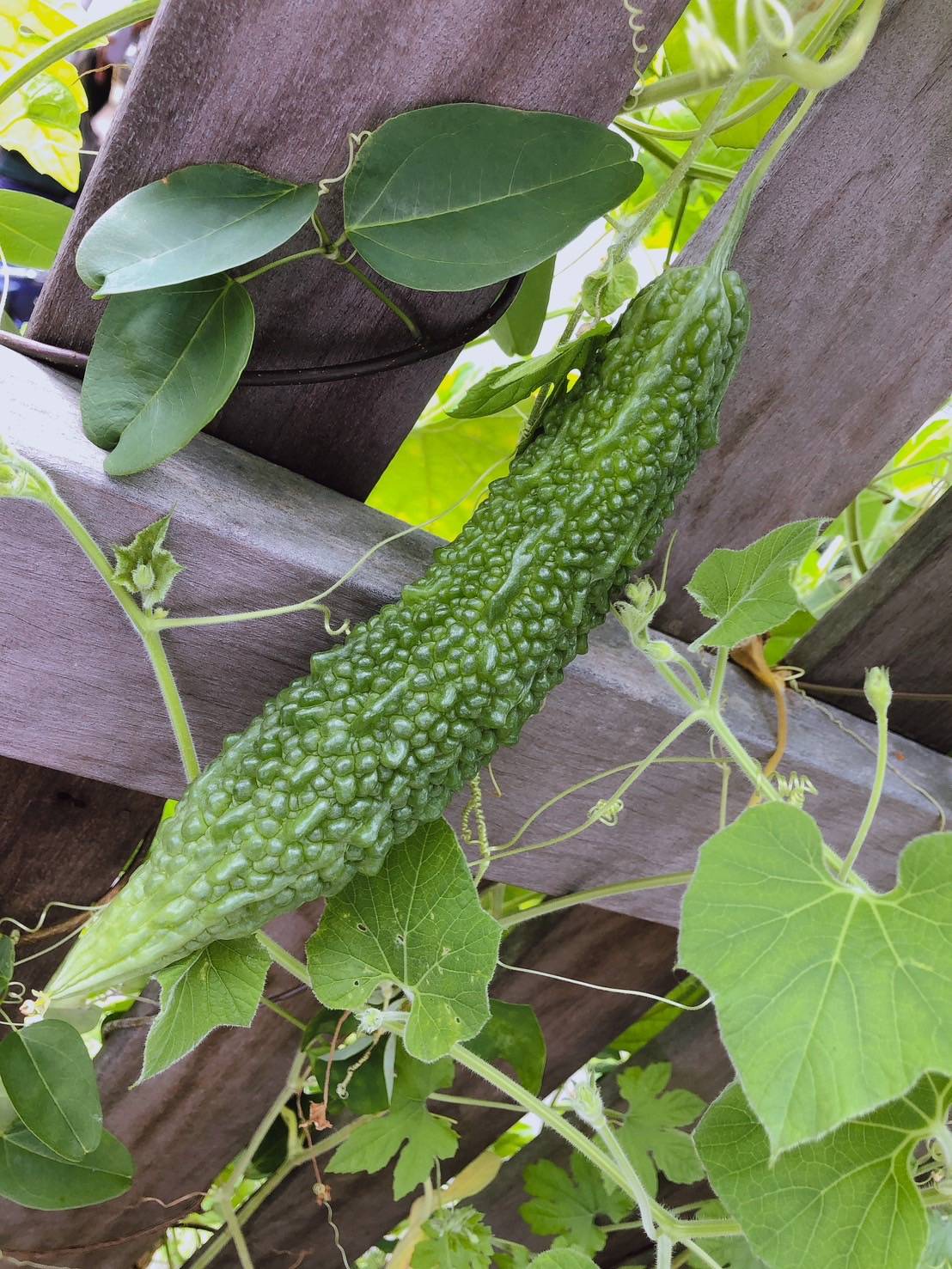 夏バテ対策！ごはん！