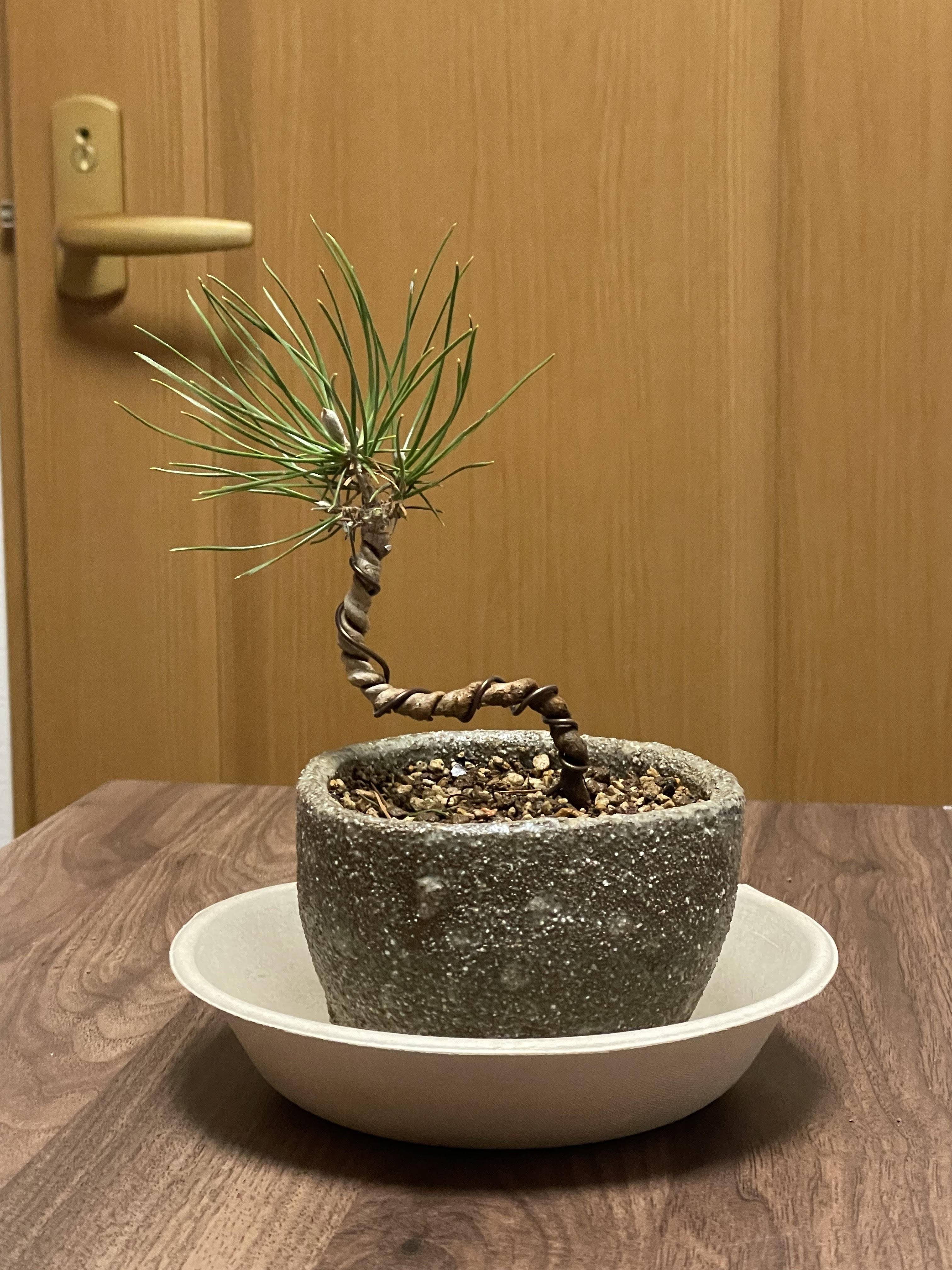 盆栽日記
