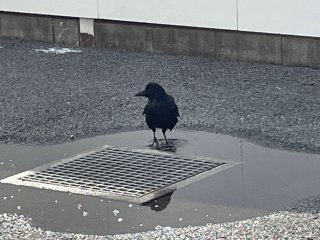 カラスも水浴び、夏本番です
