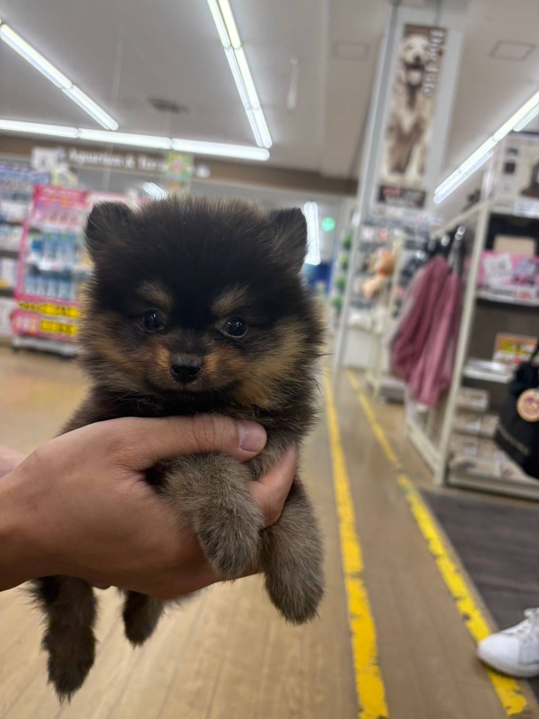 愛犬のポメラニアン１