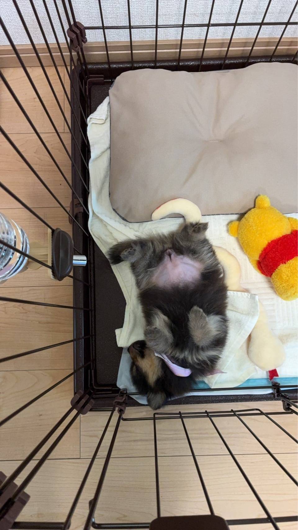 愛犬のポメラニアン２