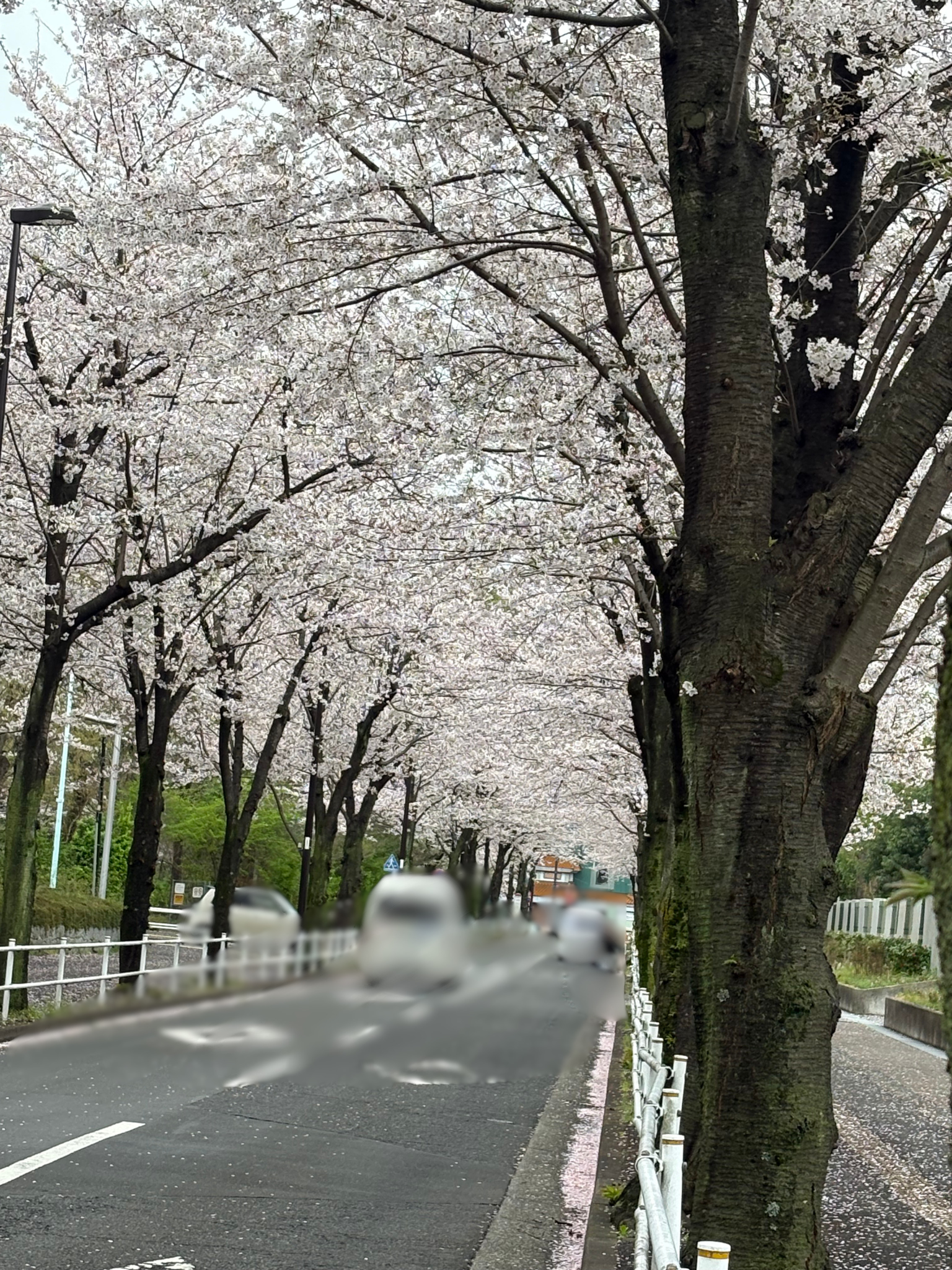 まだまだ見頃