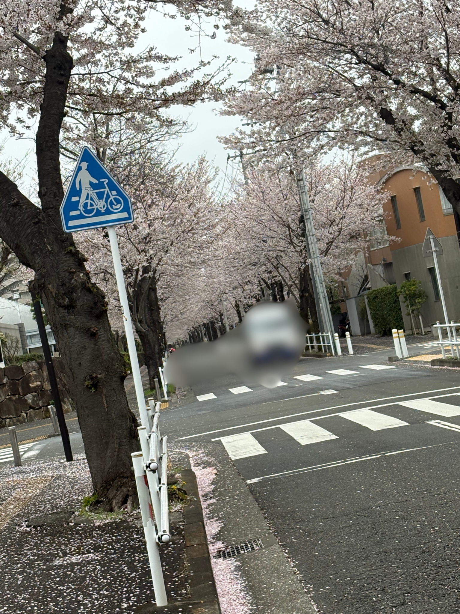 まだまだ見頃01