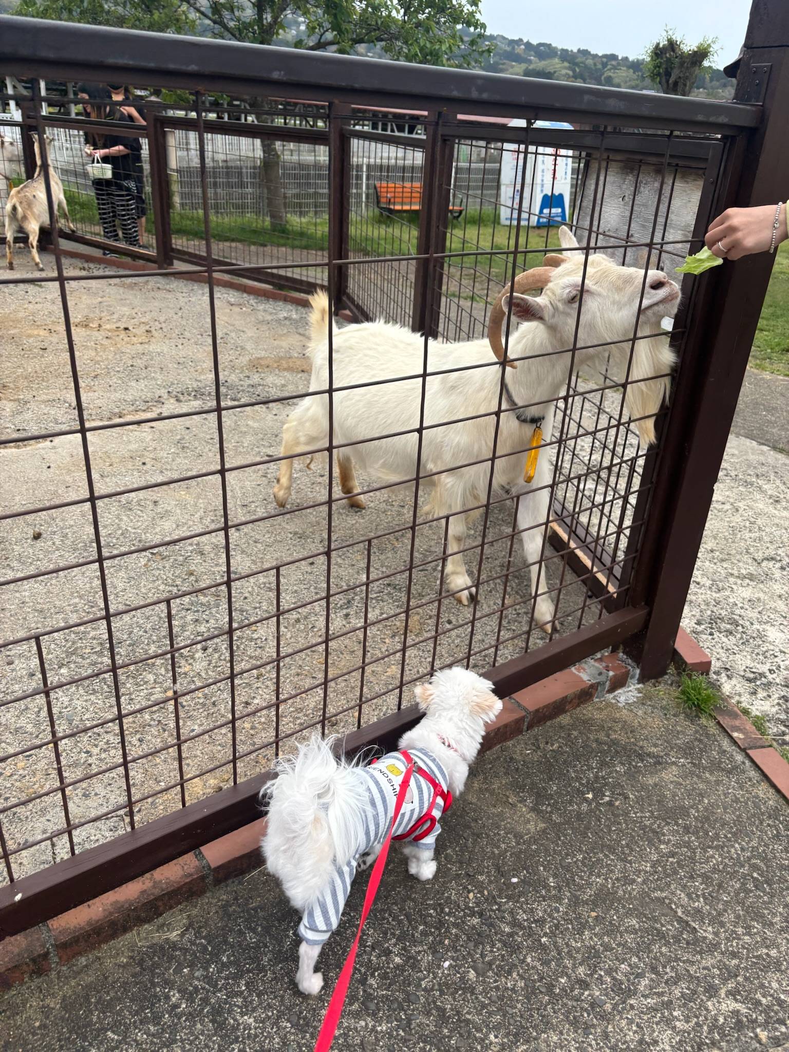 愛犬とお出かけ~静岡県~①01